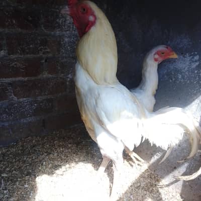 HEERA ASEEL PAIR FOR SALE