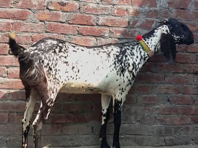 makhi chini gaban bakri
