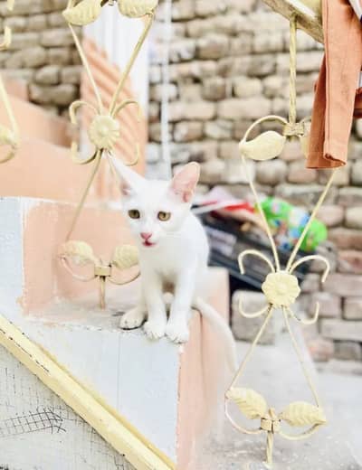 2 cats free free