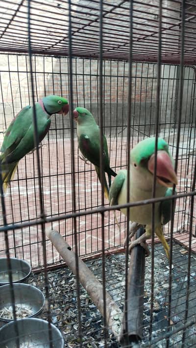 Healthy Raw Parrots – 1 Male + 2 Females for Sale