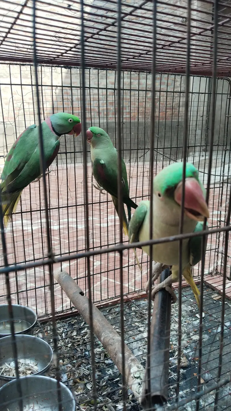 Healthy Raw Parrots – 1 Male + 2 Females for Sale