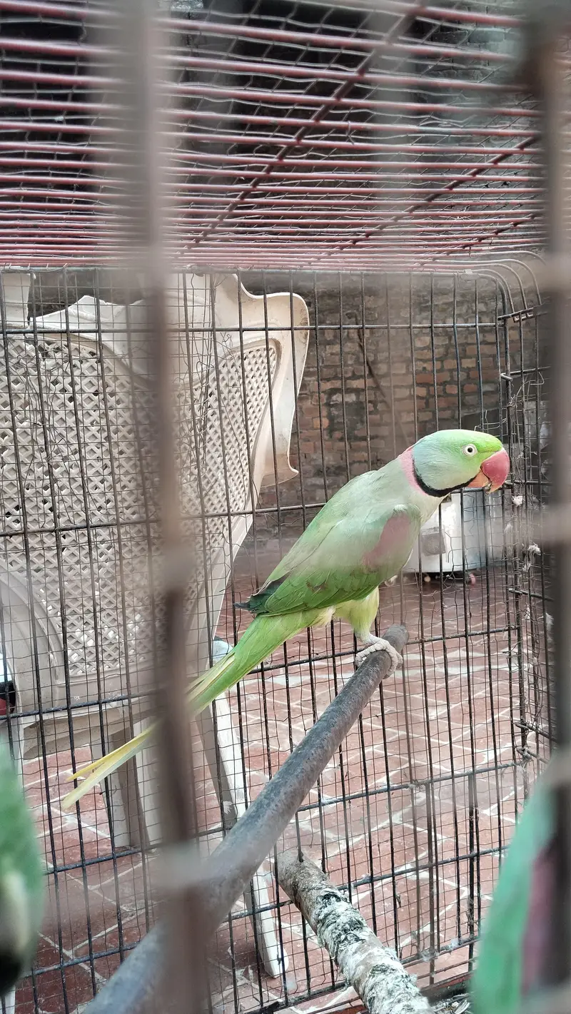 Healthy Raw Parrots – 1 Male + 2 Females for Sale — photo 2