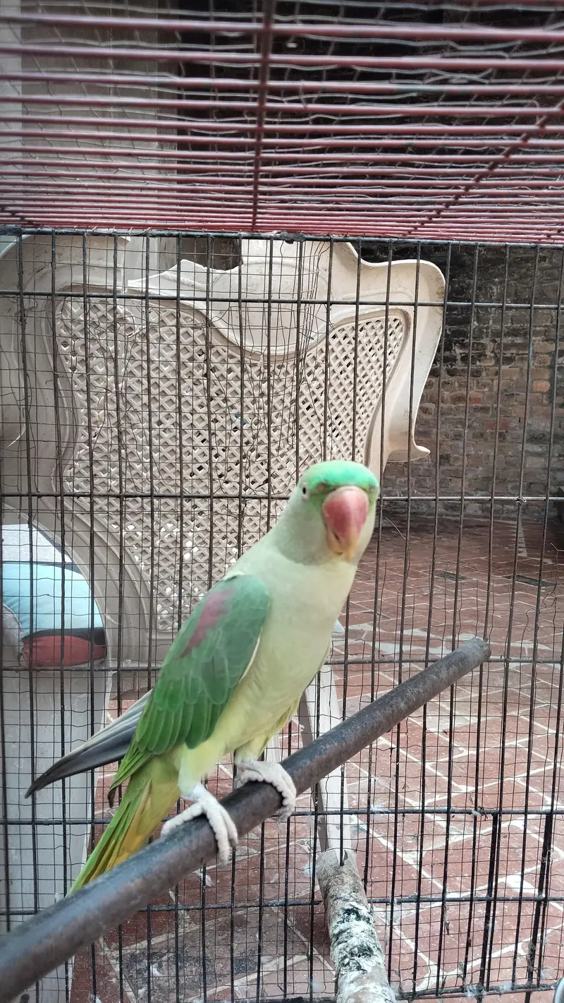Healthy Raw Parrots – 1 Male + 2 Females for Sale — photo 3