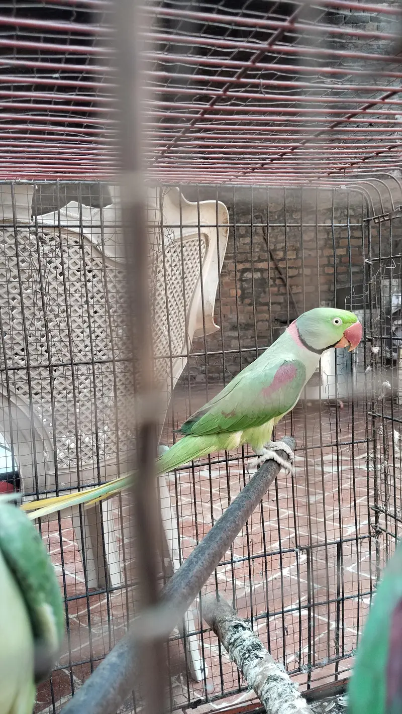 Healthy Raw Parrots – 1 Male + 2 Females for Sale — photo 4