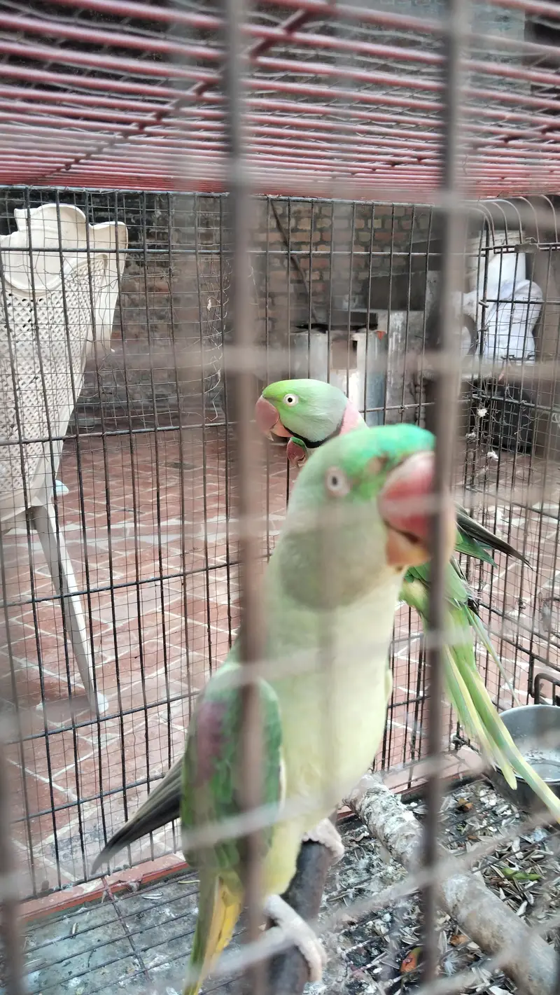 Healthy Raw Parrots – 1 Male + 2 Females for Sale — photo 5