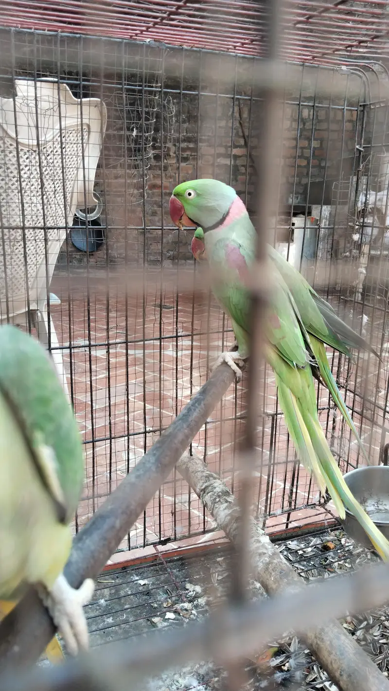 Healthy Raw Parrots – 1 Male + 2 Females for Sale — photo 6