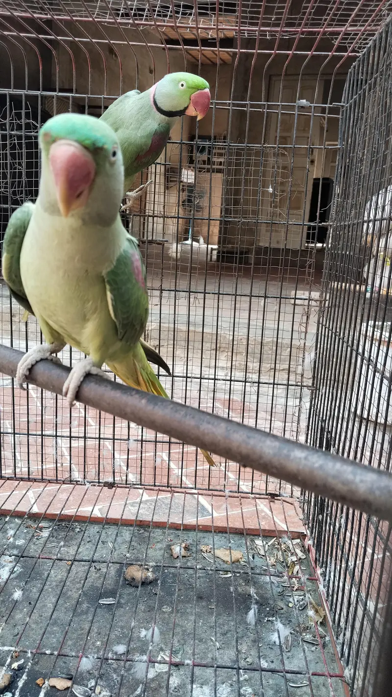 Healthy Raw Parrots – 1 Male + 2 Females for Sale — photo 7