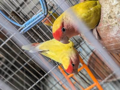 Love birds