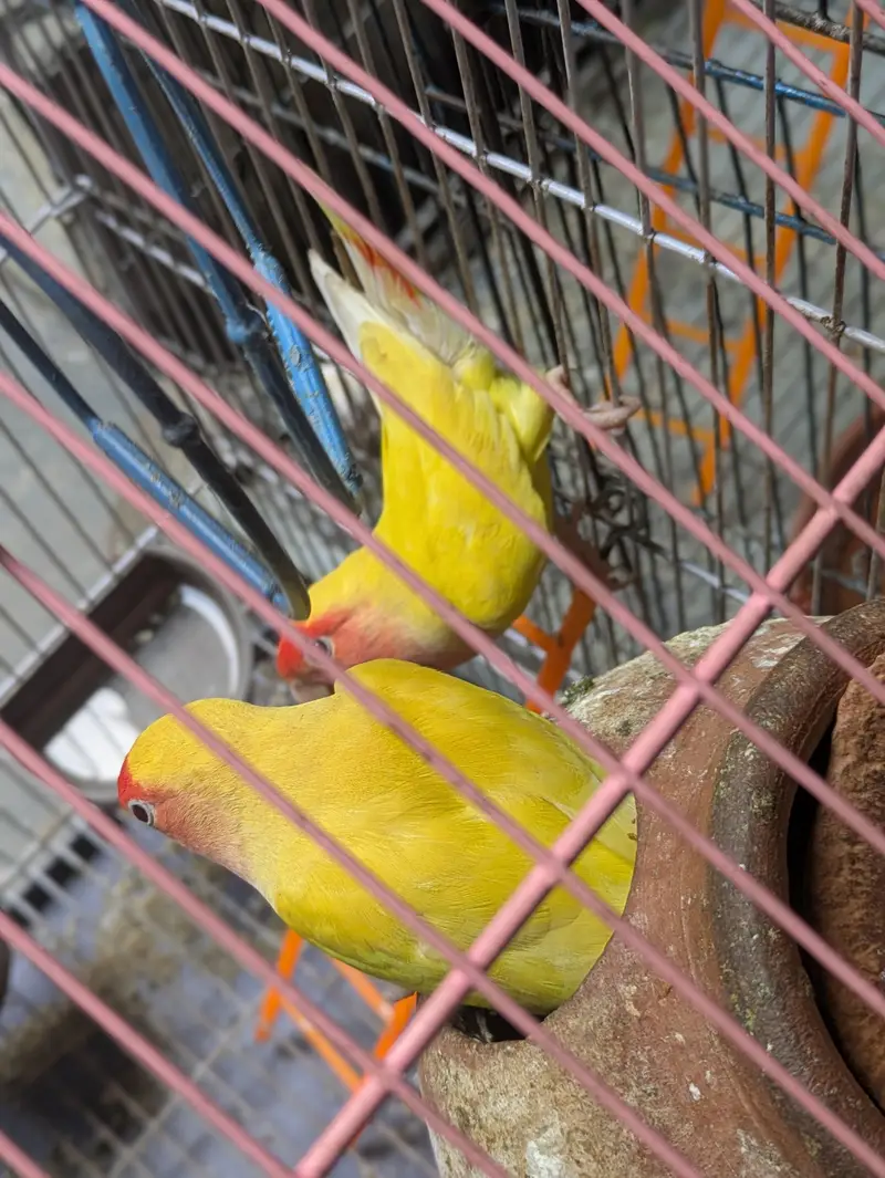 Love birds — photo 2