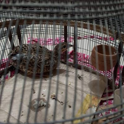 Teetar Chick