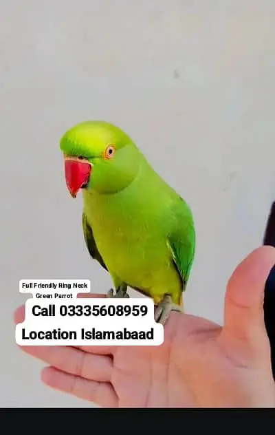 Hand Tamed Full Friendly Green Ring Neck Male Parrot Jumbo Size