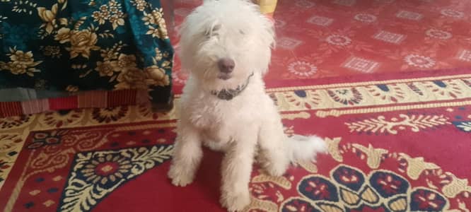 poodle puppies pair 6 months old vaccinated