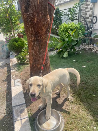 Labrador
