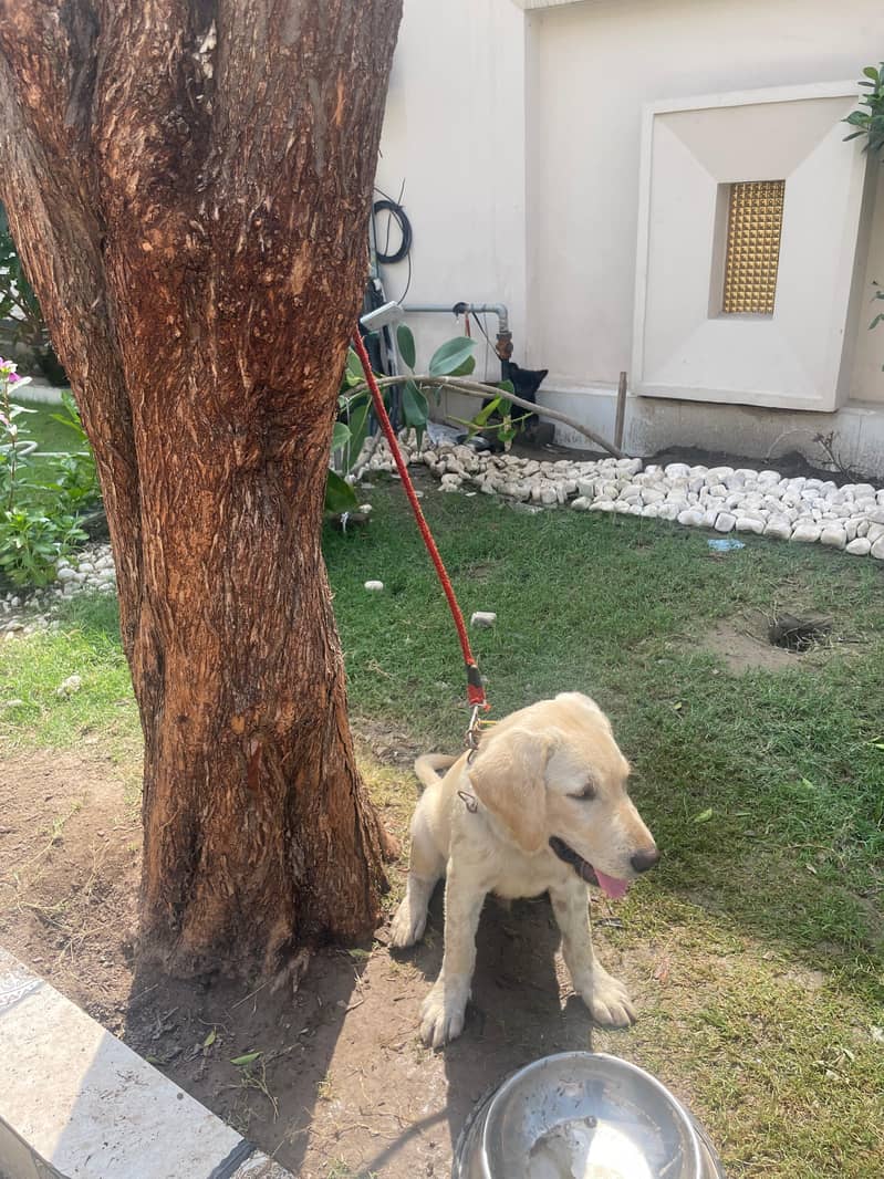 Labrador 1