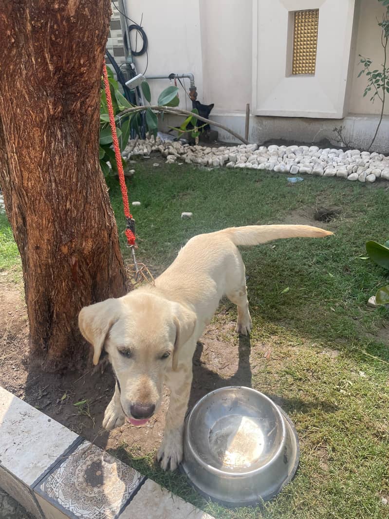 Labrador 2