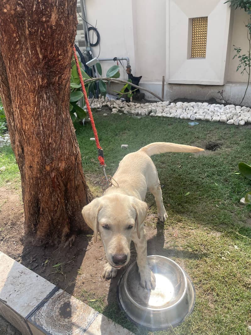 Labrador 3