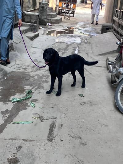 pure black American lebrador for sale