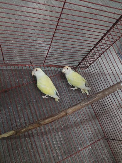 love birds