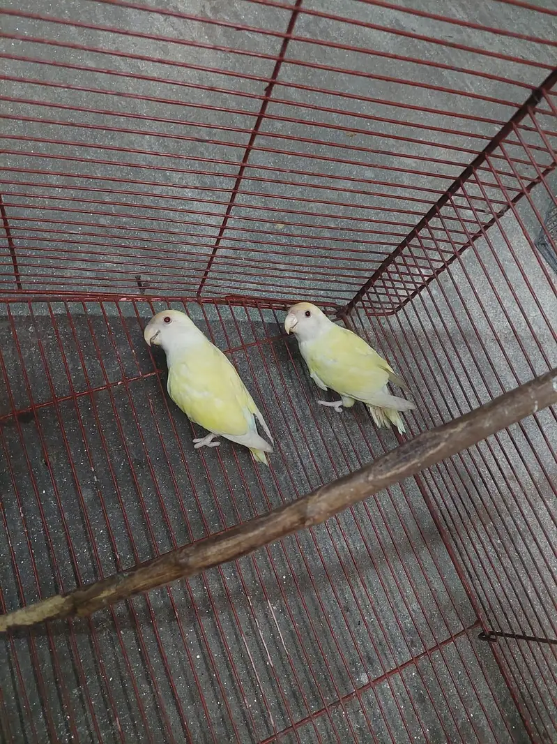 love birds