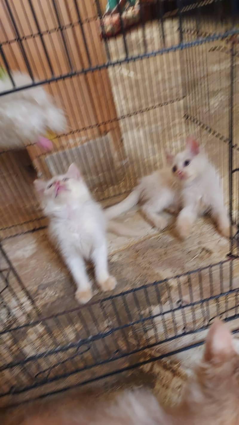 kittens doubal code 1