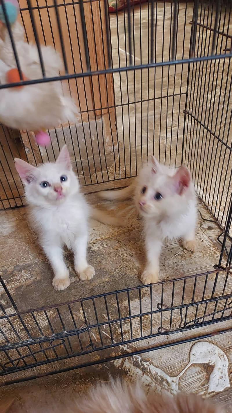 kittens doubal code 2