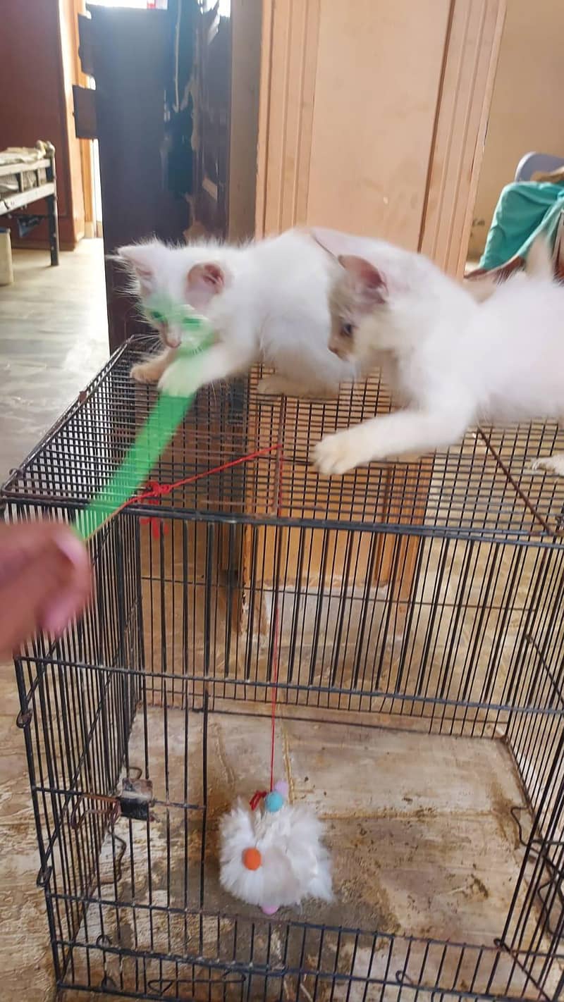 kittens doubal code 3