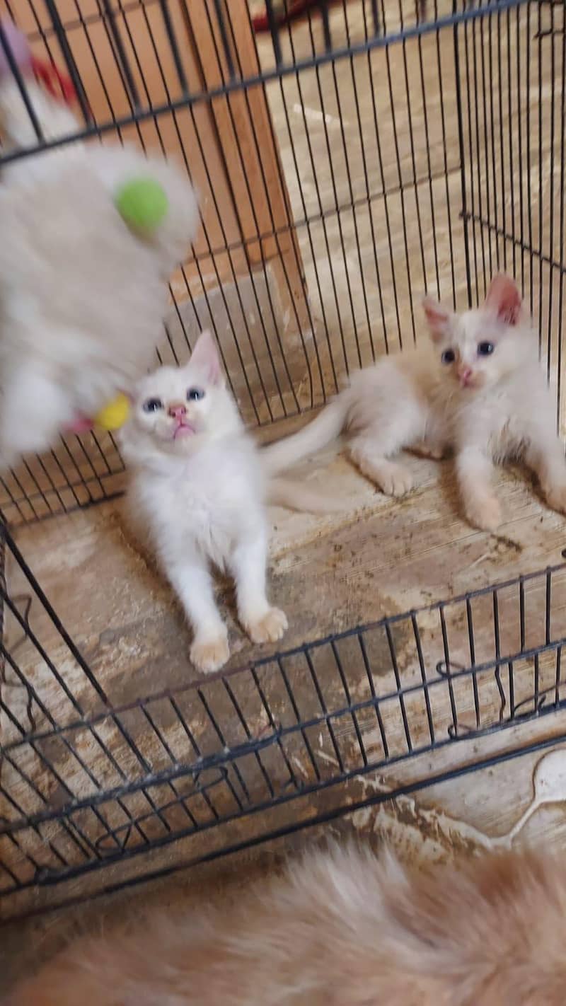 kittens doubal code 4