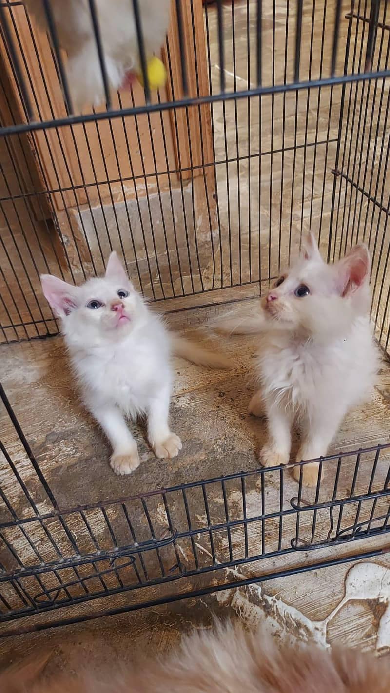 kittens doubal code 5
