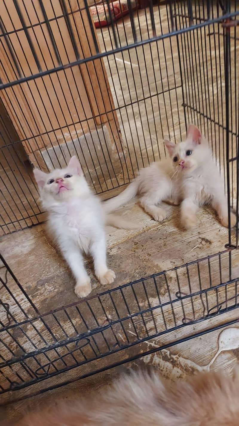 kittens doubal code 6
