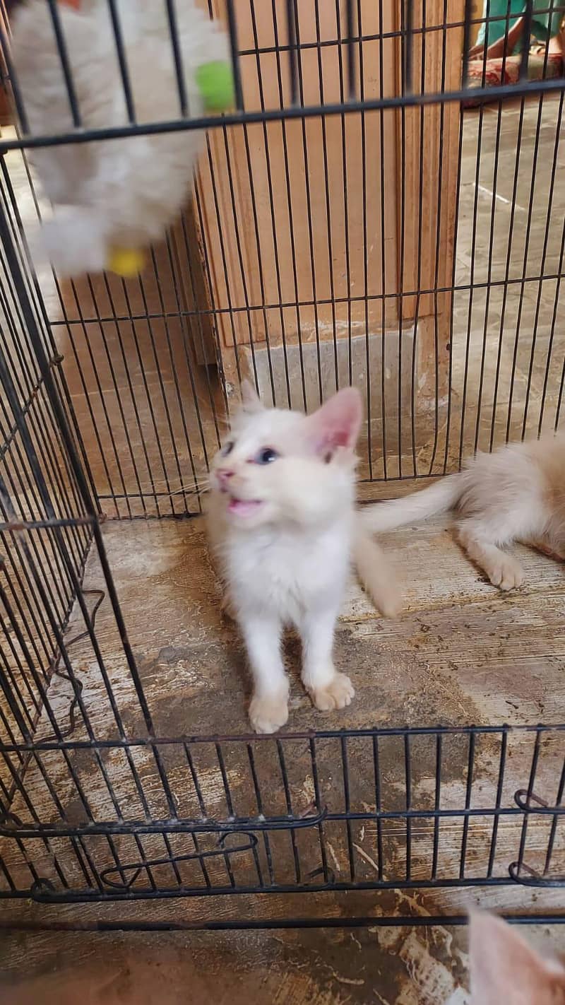 kittens doubal code 7