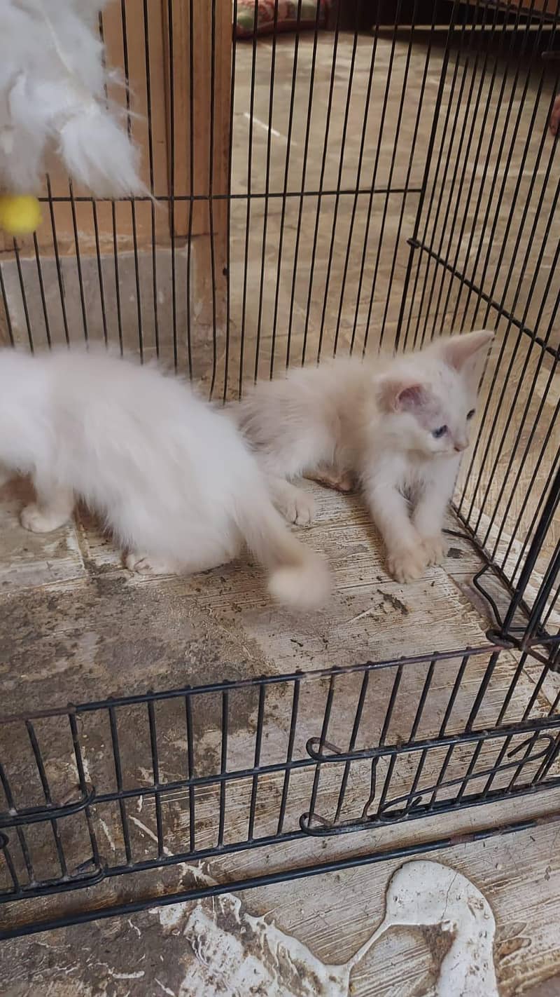 kittens doubal code 8