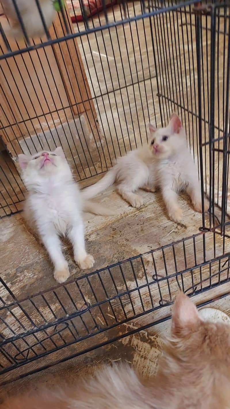 kittens doubal code 9