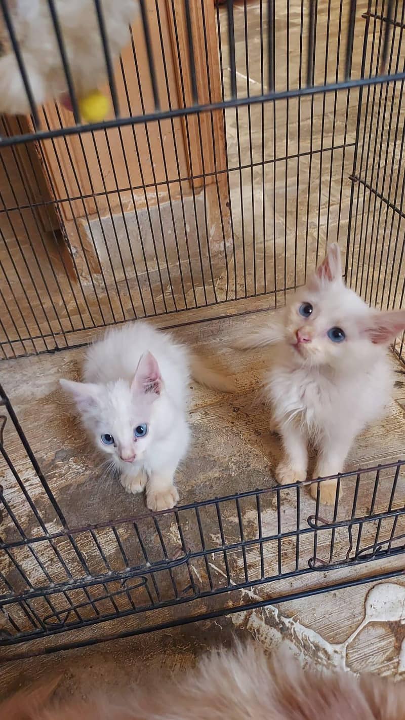 kittens doubal code 10