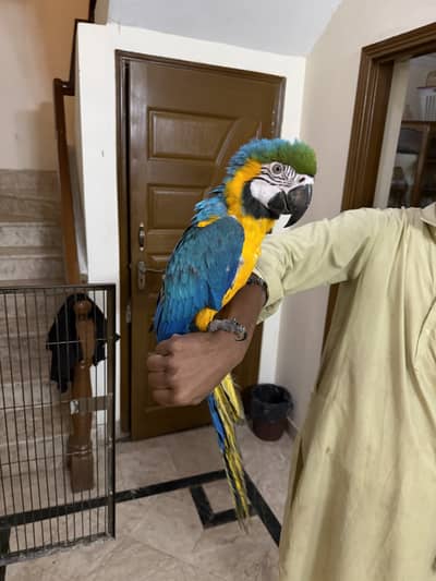 Macaw Blue and Gold 2.5 year