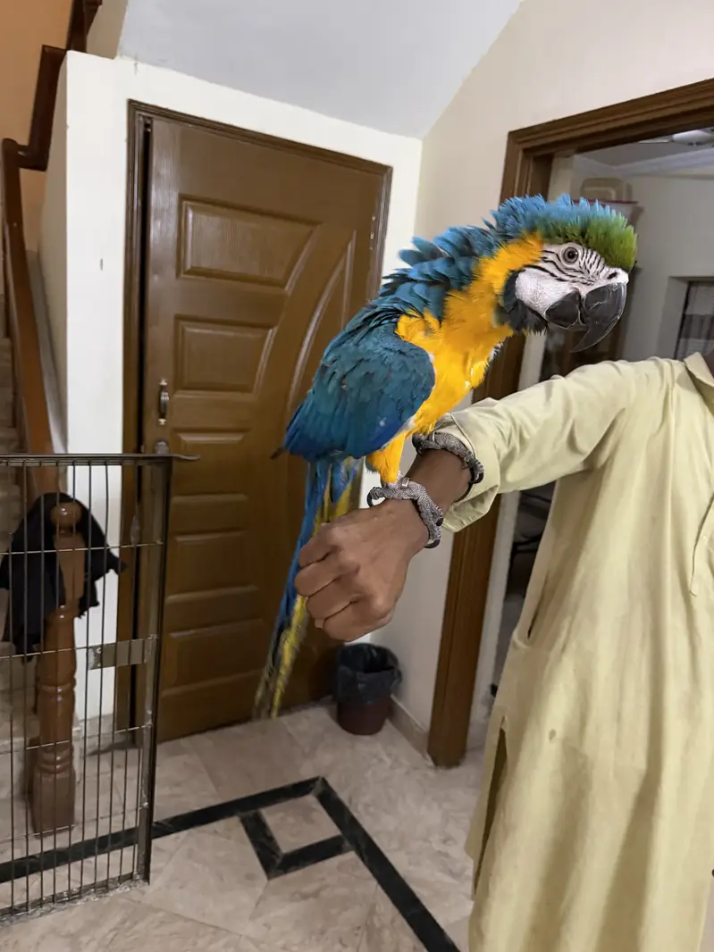 Macaw Blue and Gold 2.5 year — photo 2