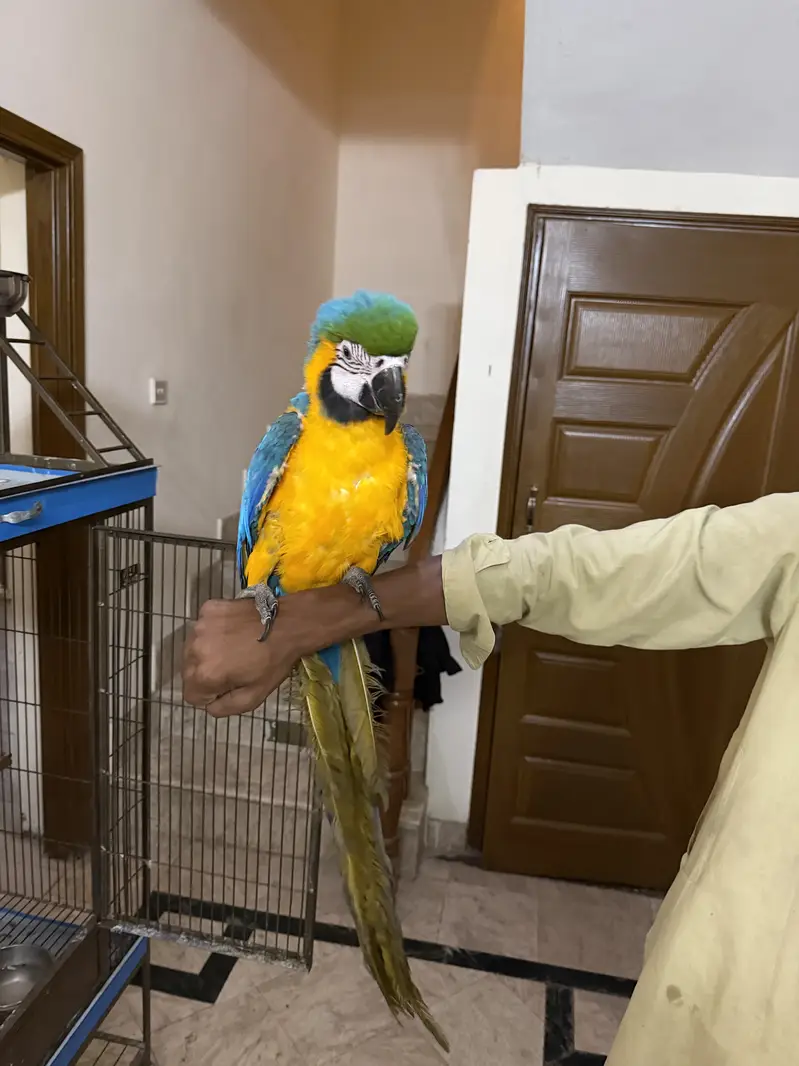 Macaw Blue and Gold 2.5 year — photo 3
