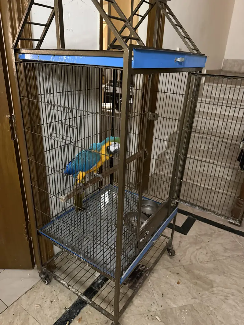Macaw Blue and Gold 2.5 year — photo 4