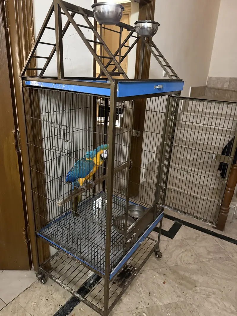 Macaw Blue and Gold 2.5 year — photo 5