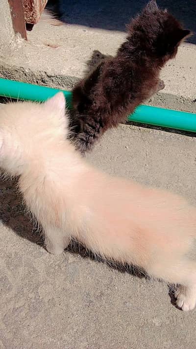 cats female Russian
