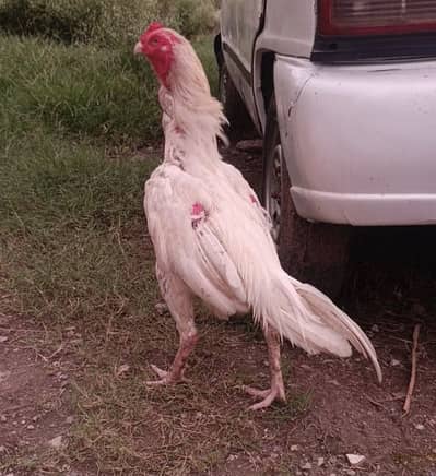 White Heera Aseel