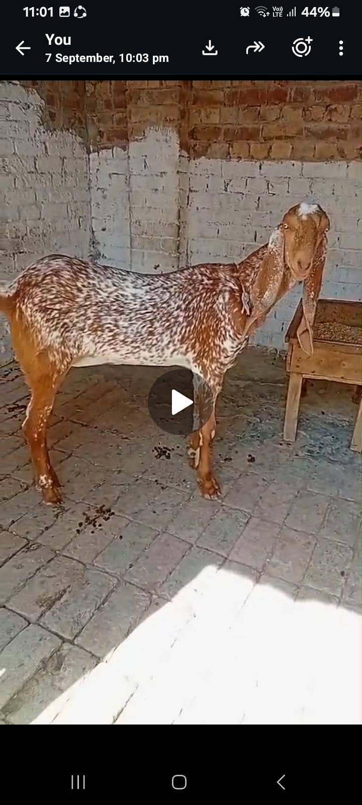 mkahi cheeni 0