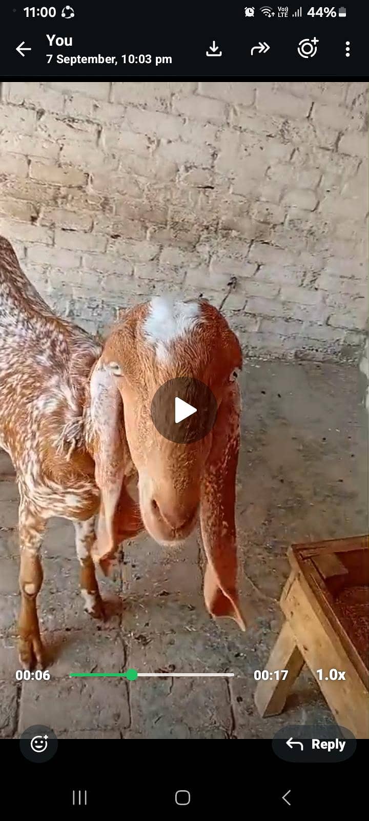 mkahi cheeni 2