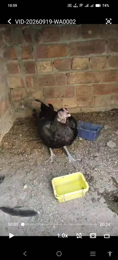 burmi hen
