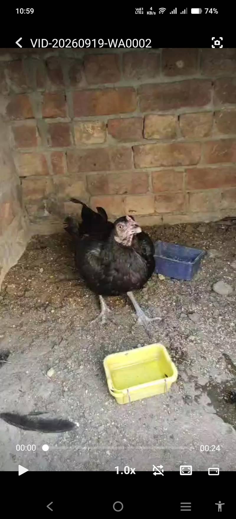 burmi hen 0