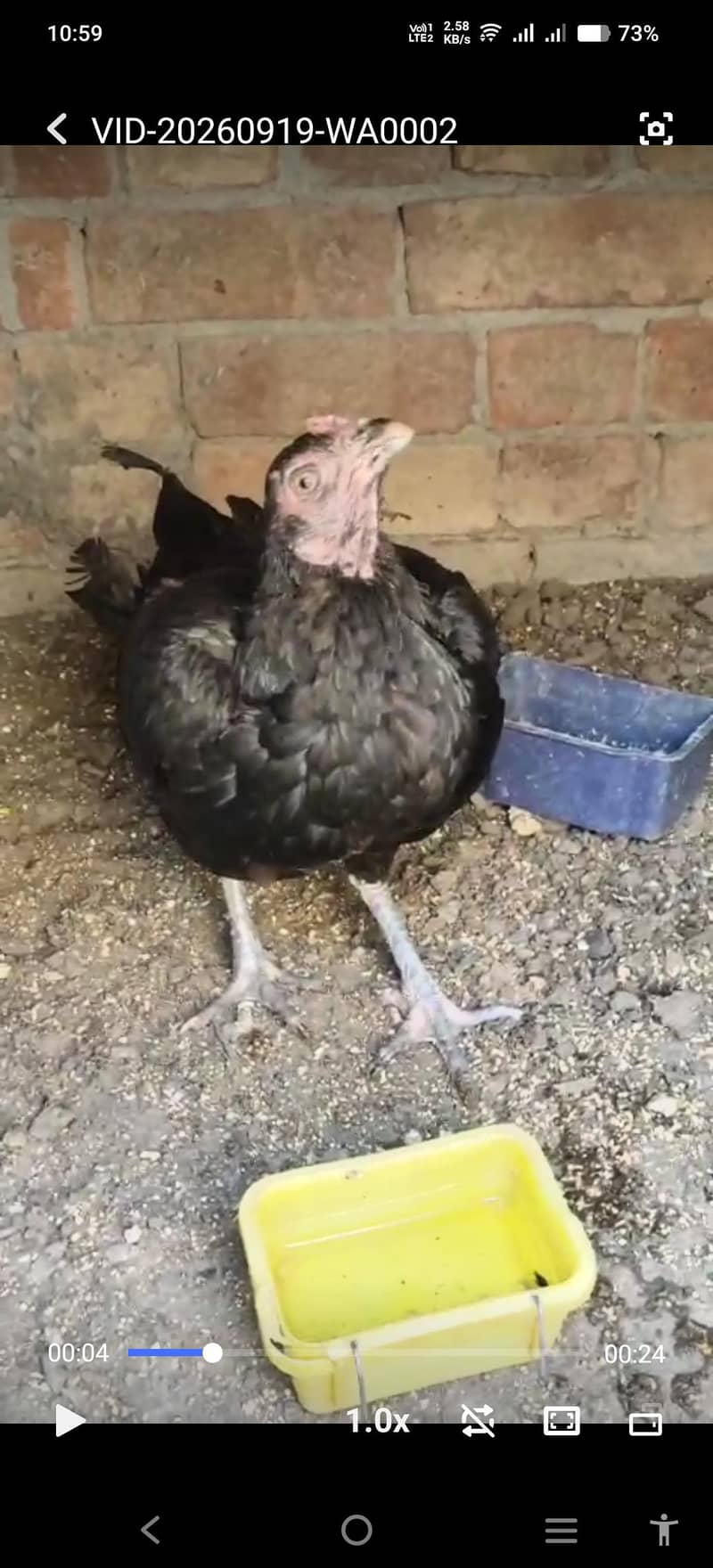 burmi hen 1