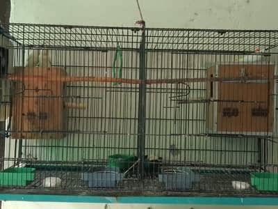 Different Colors & Pairs /love birds