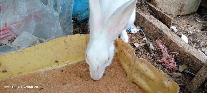White Red Eyed Rabbits pure breed for sale