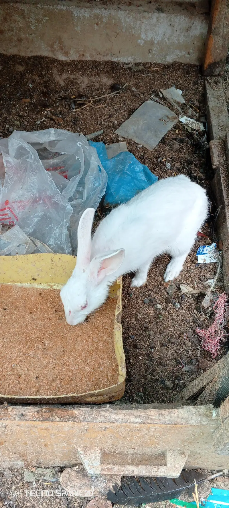 White Red Eyed Rabbits pure breed for sale — photo 2