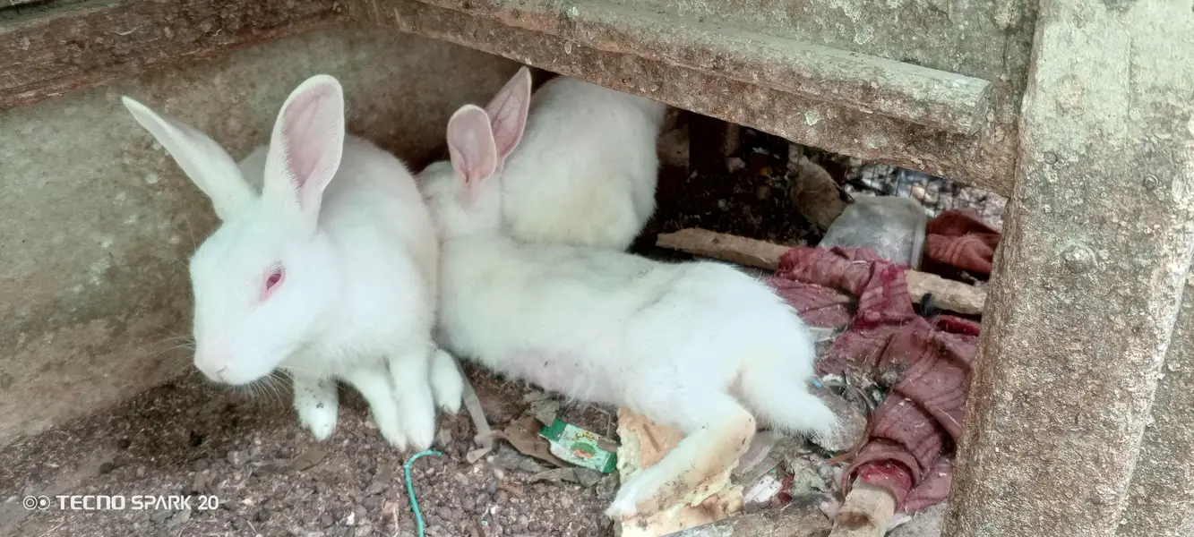 White Red Eyed Rabbits pure breed for sale — photo 3