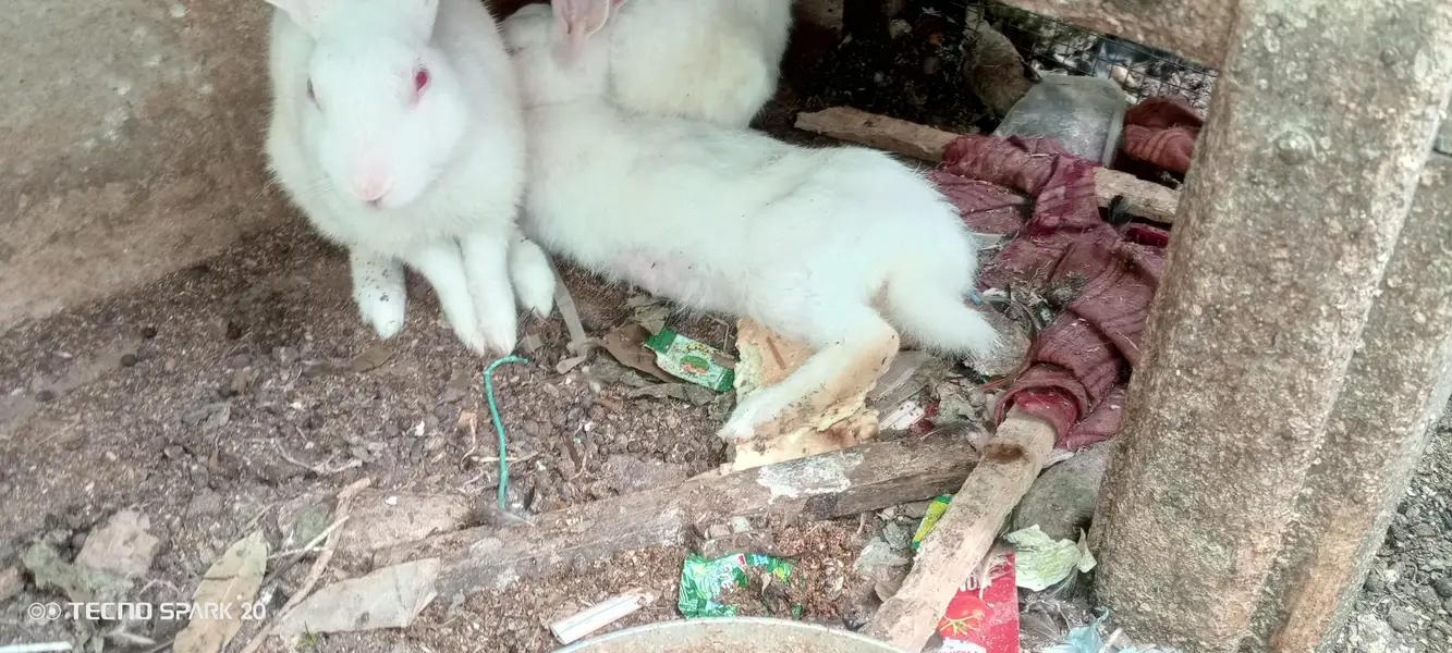 White Red Eyed Rabbits pure breed for sale — photo 4